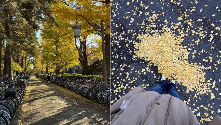 Witnessing the leaves change colour in autumn was one of Haoyan’s favourite moments during her exchange in Japan. 